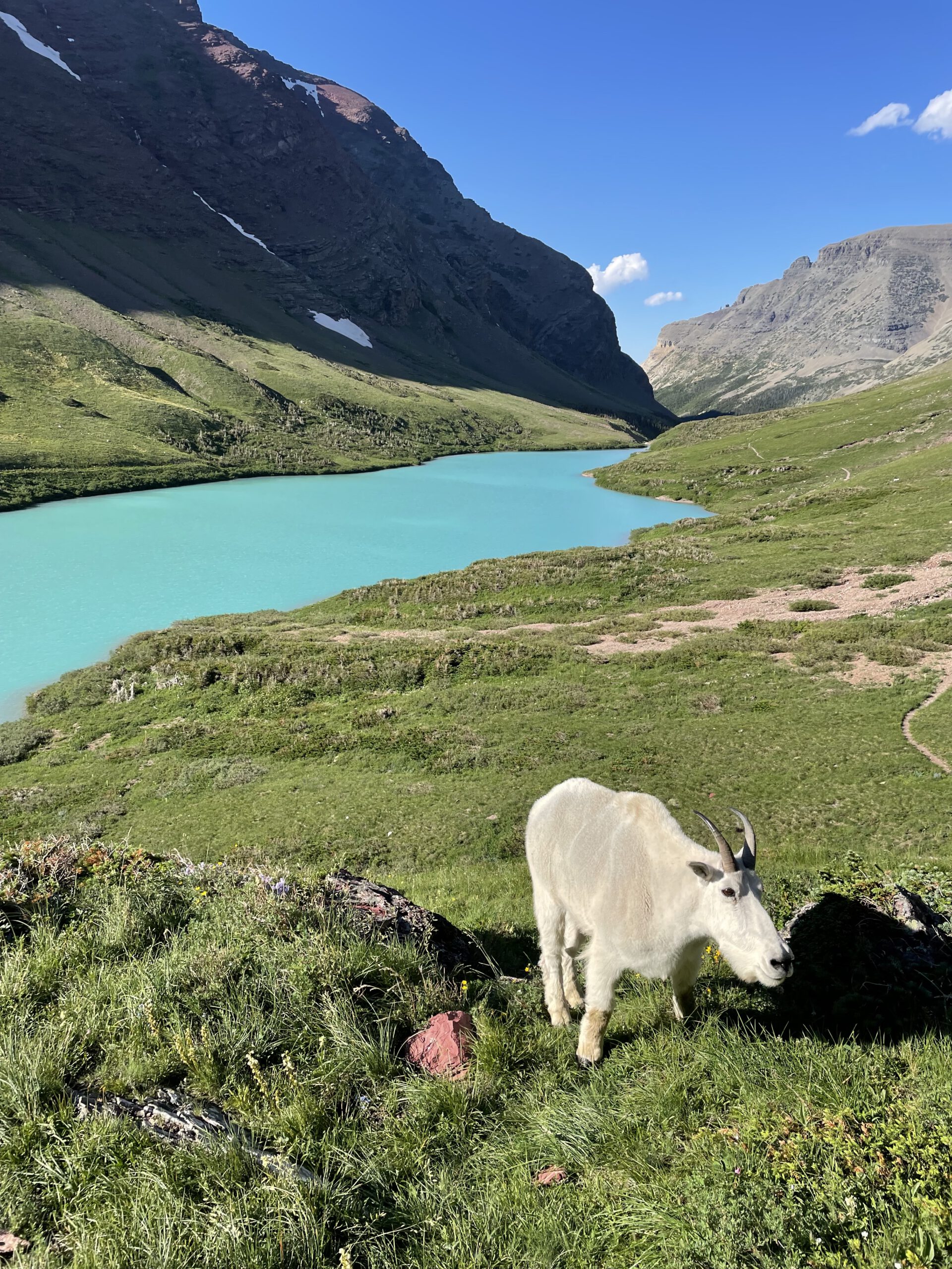 Mountain goat at lake in backcountry campground in Glacier National Park