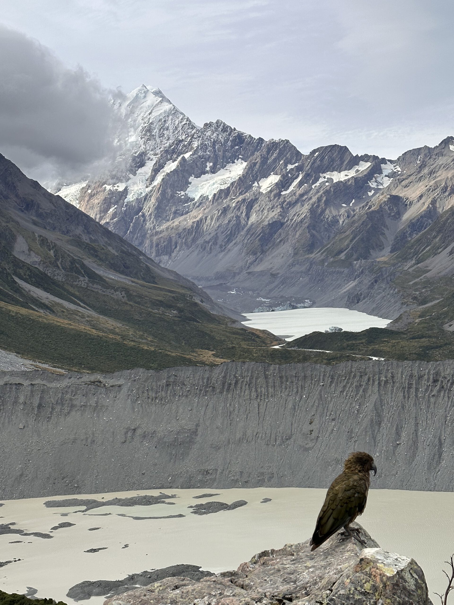 Kea bird pictured in front of Mount Cook in Mount Cook/Aoraki National Park in New Zealand