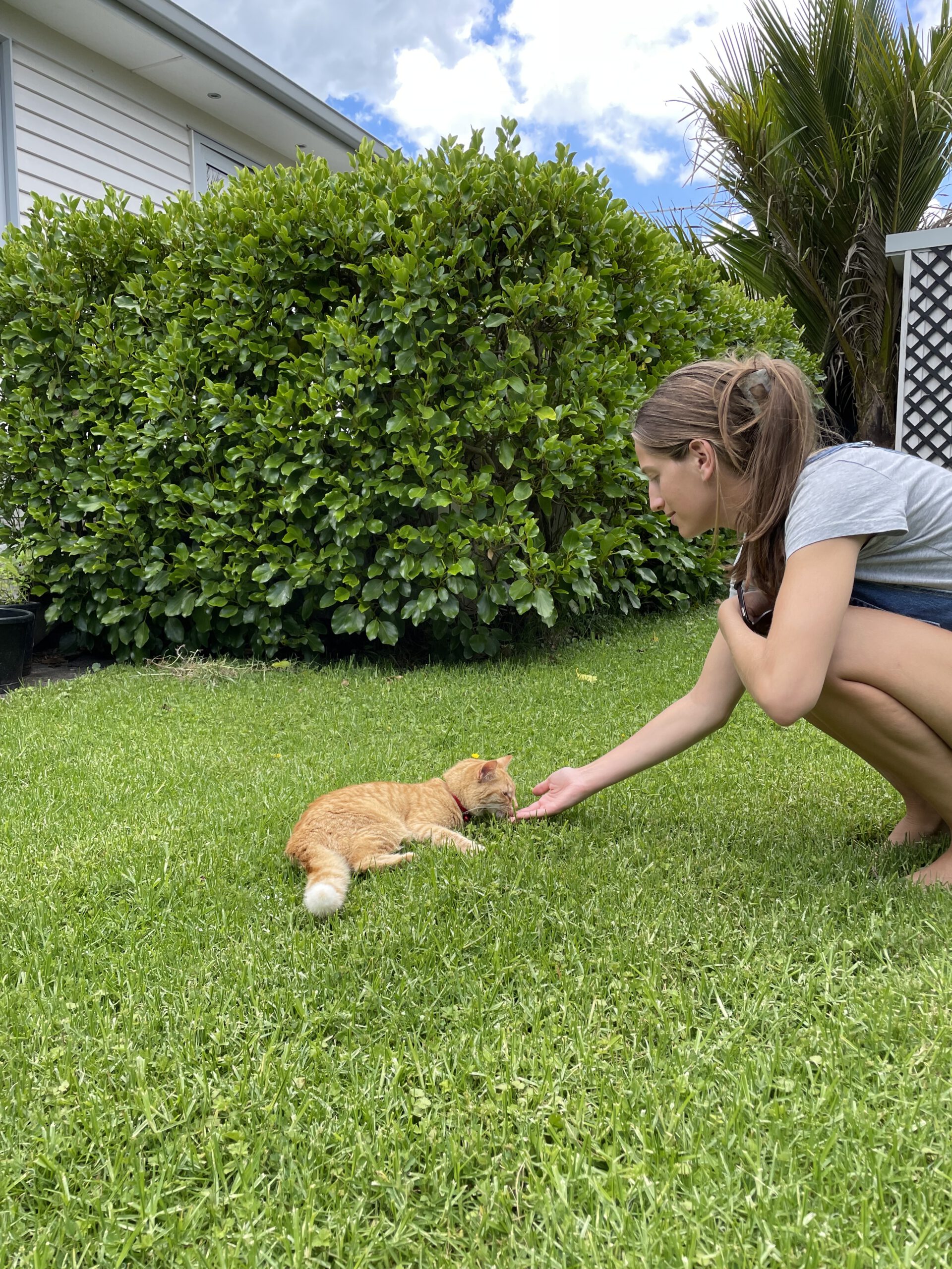 On a house sit on the North Island of New Zealand while on working holiday