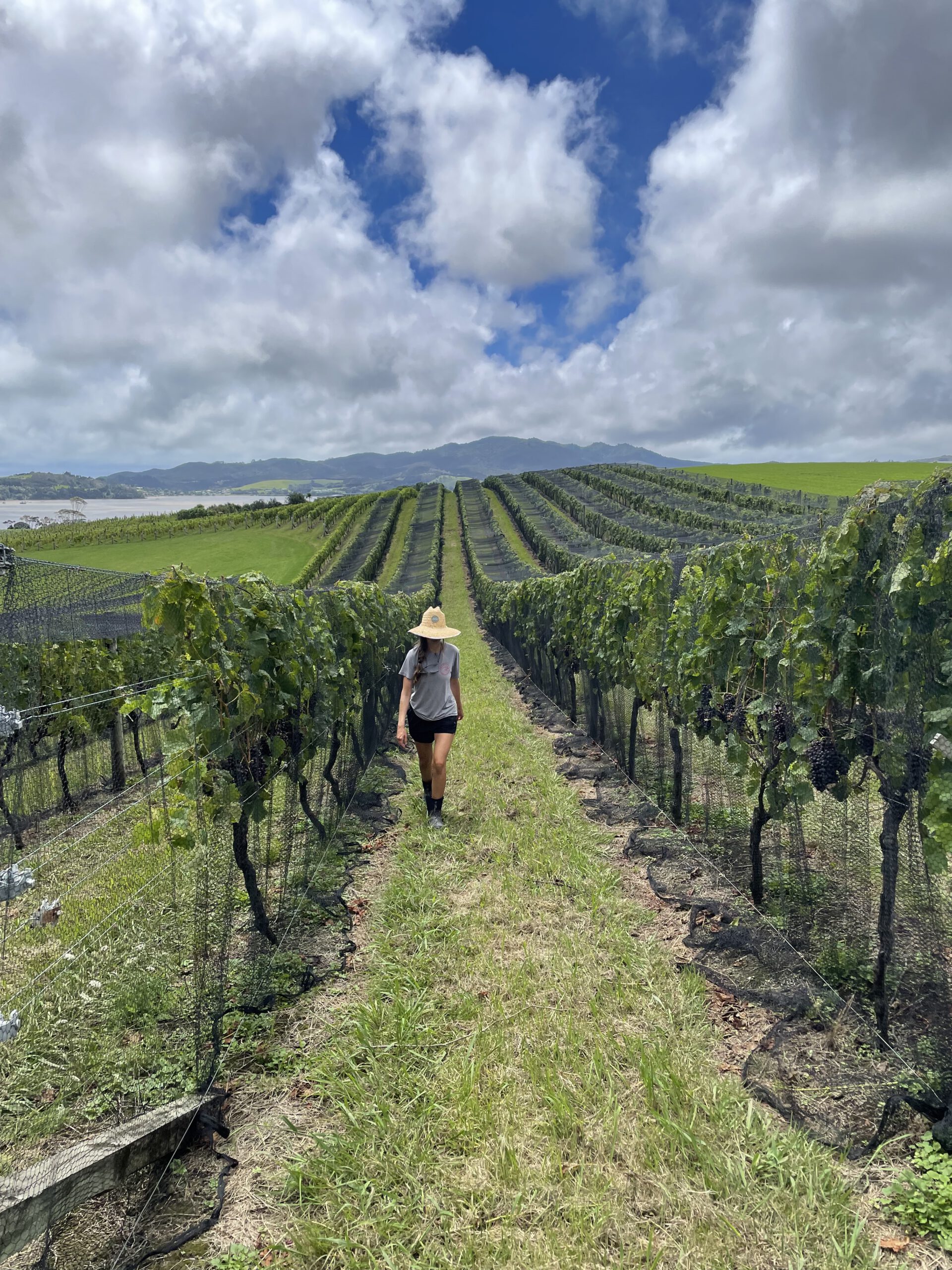 Working on a New Zealand vineyard while on a working holiday visa
