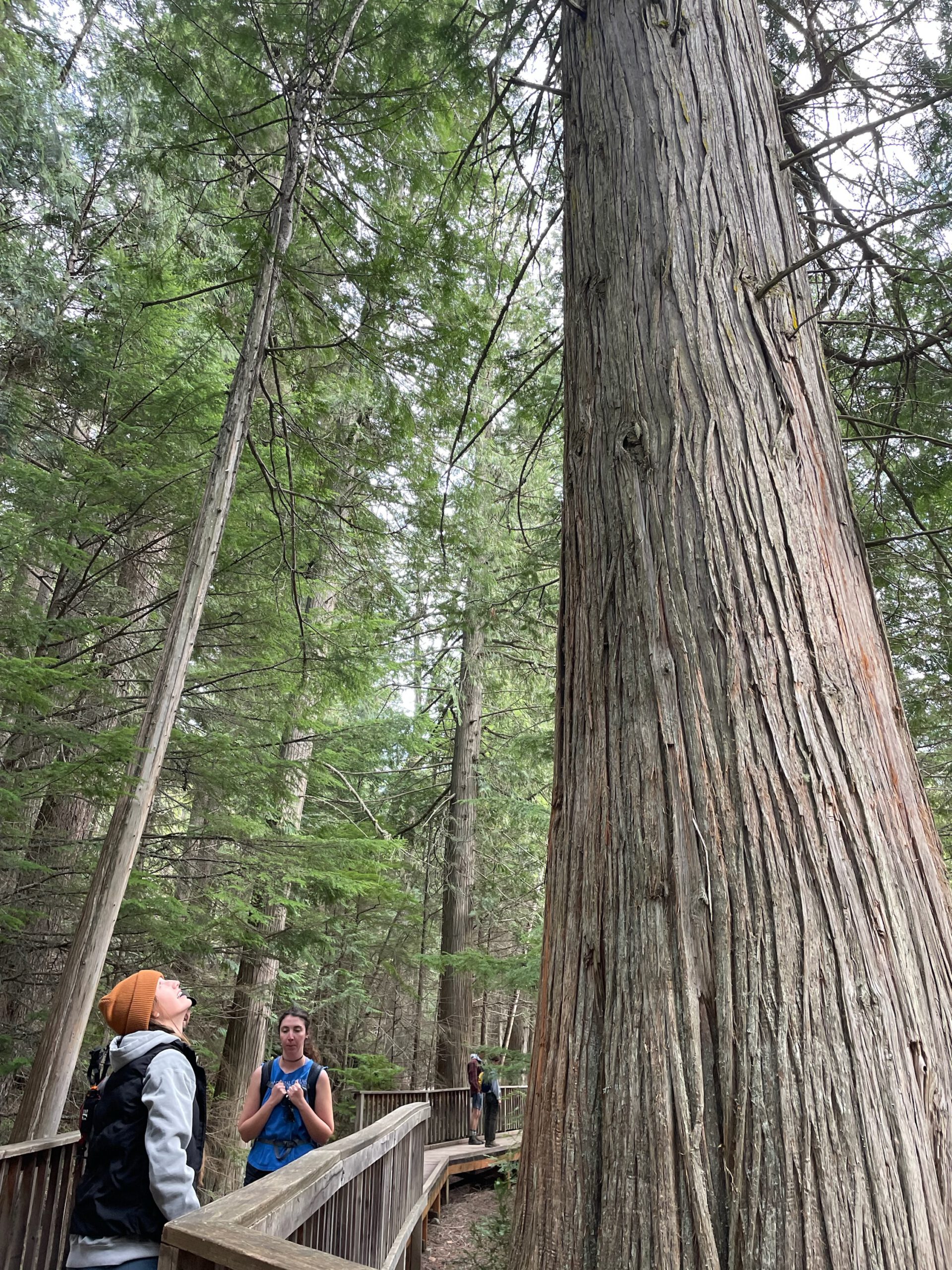Looking up at giant cedar tree on trail of the cedars in Glacier National Park 