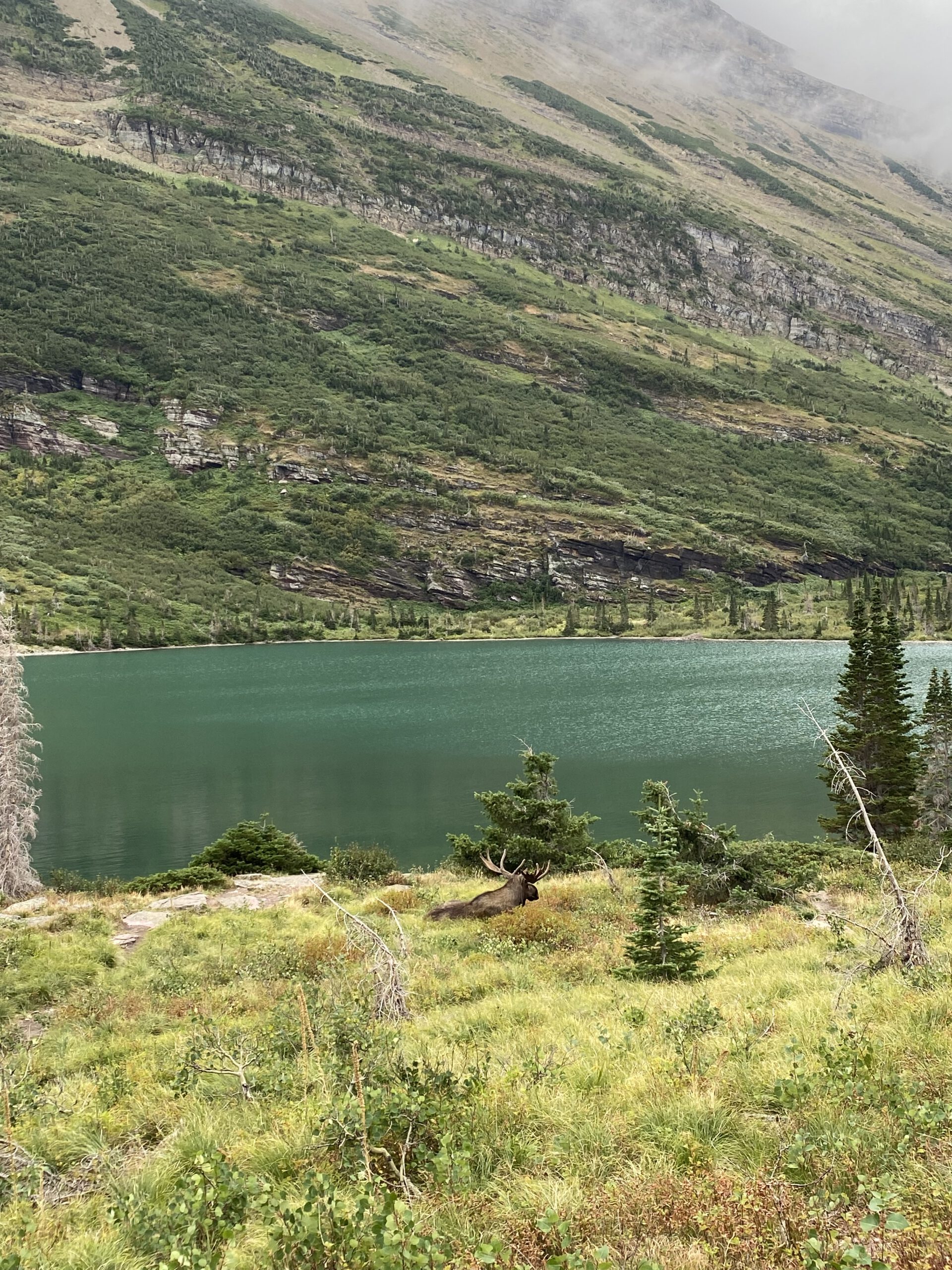 Moose laying down next to lake on Swiftcurrent Nature trail