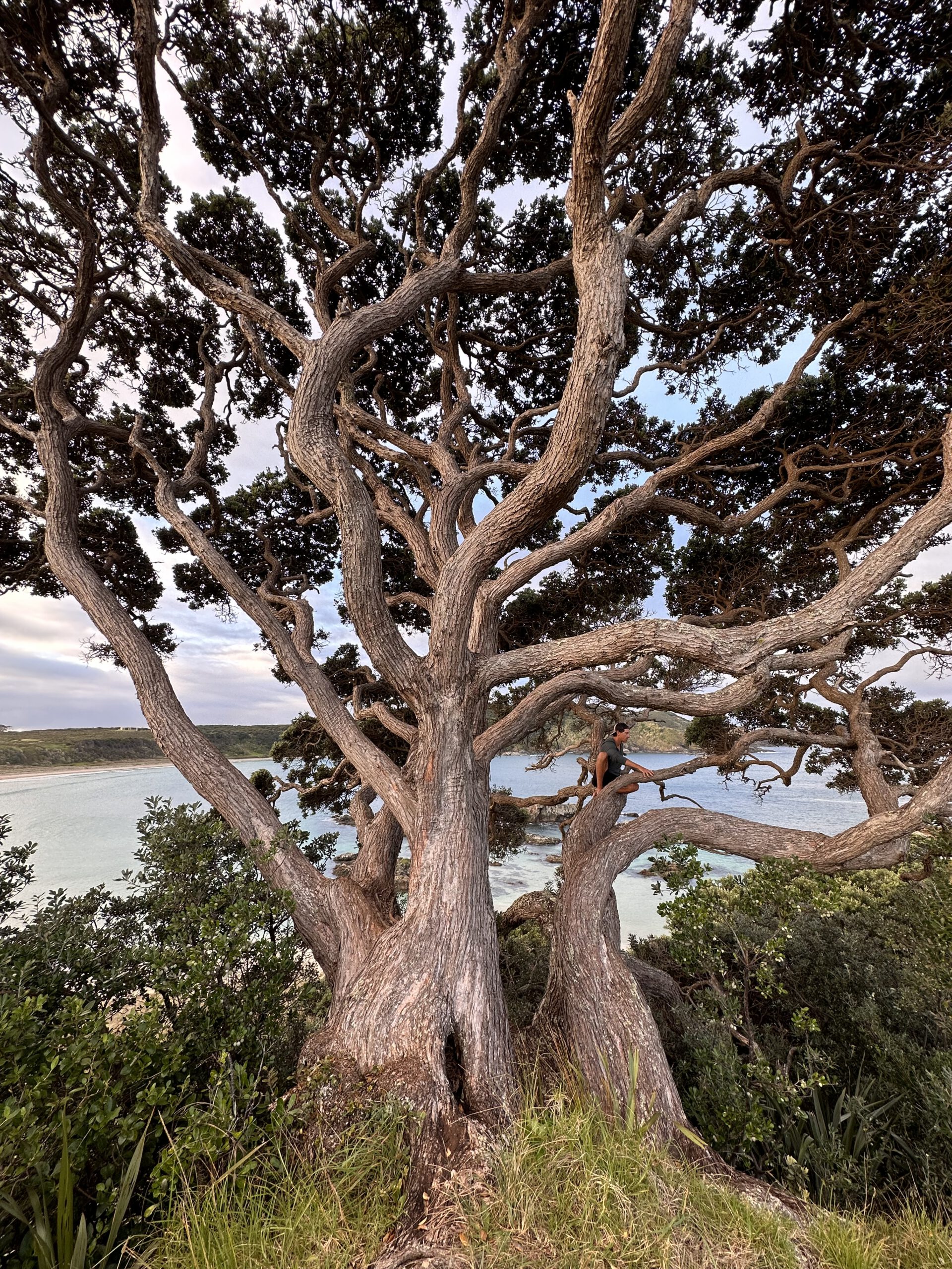 Climbing a giant tree over Mai Tai Bay on New Zealand's North Island