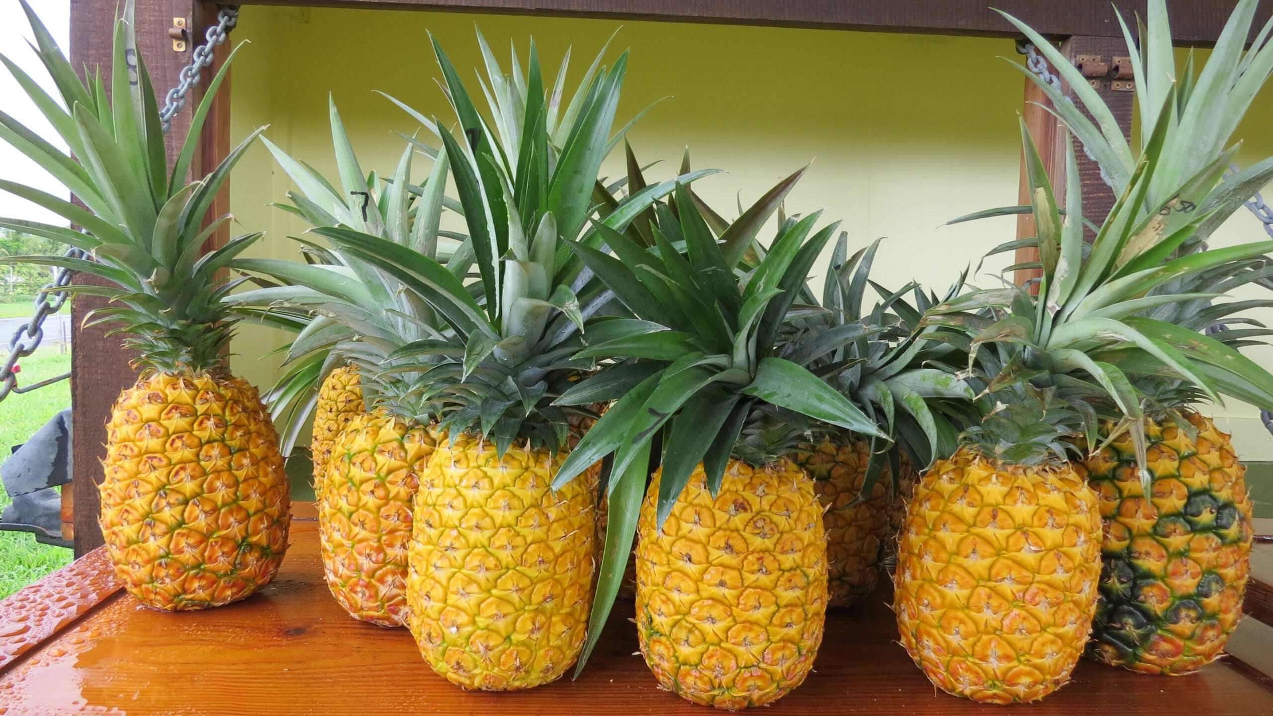 Pineapples stand on the Hawaiian Island of Lanai 