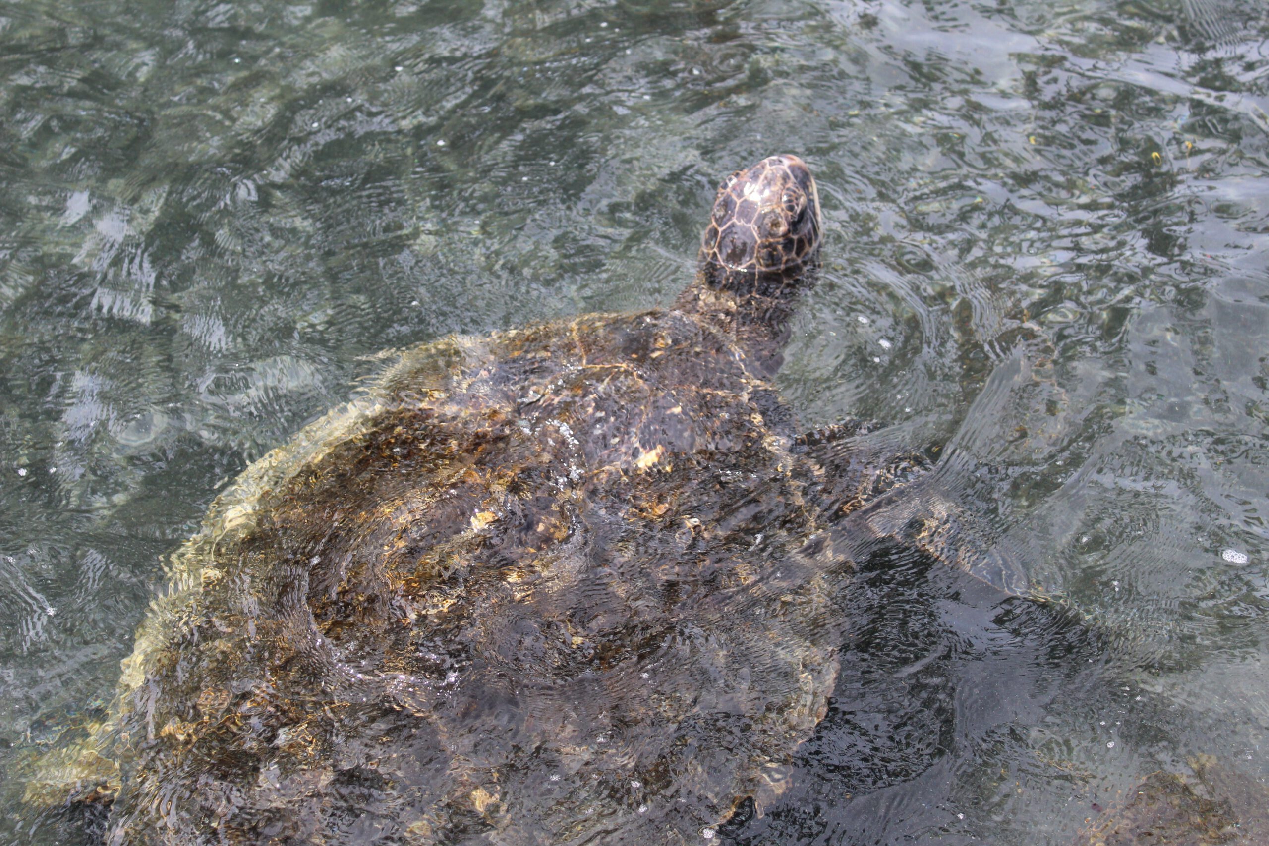 Turtle swimming on the Hawaiian Island of Molokai