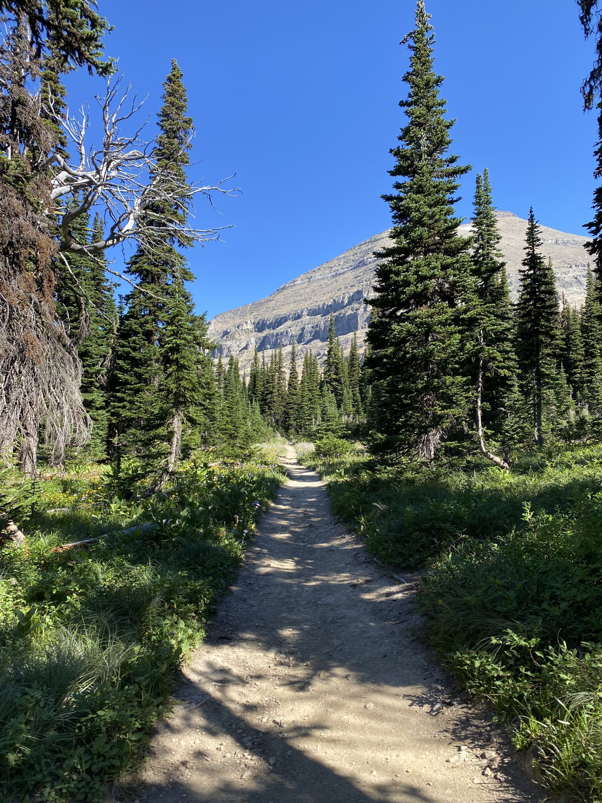 Backpacking trail in the wilderness of Montana